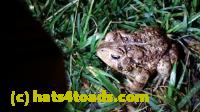 /home//u458753944/public_html/sourcegallery//Roxborough Toad Detour/2013-2019/2016/2016-04-26/20160426_213229.jpg
